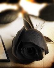 blackrose_3a6eia76.jpg